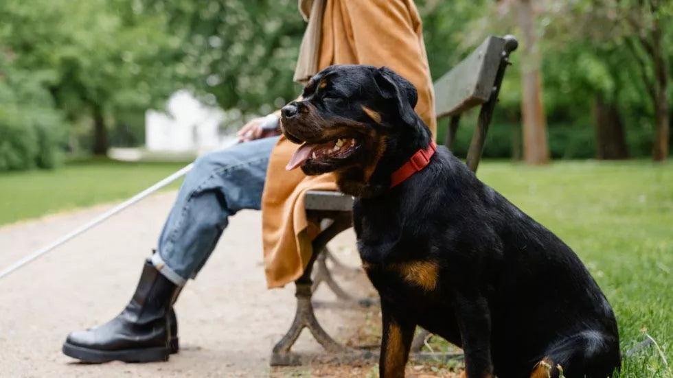 Hund mit Frauchen im Park
