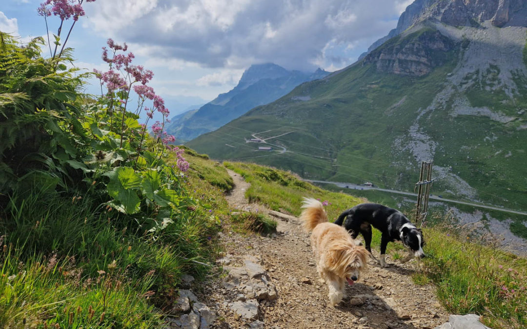 Gletscherseeli am Klausenpass